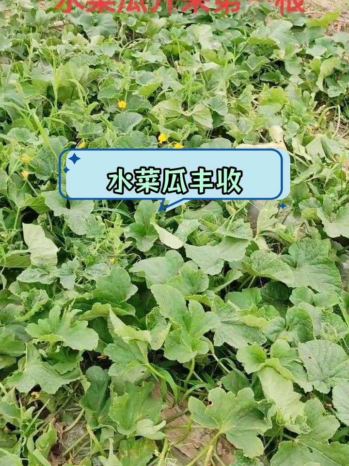 溧阳水菜瓜熟了,收获满满