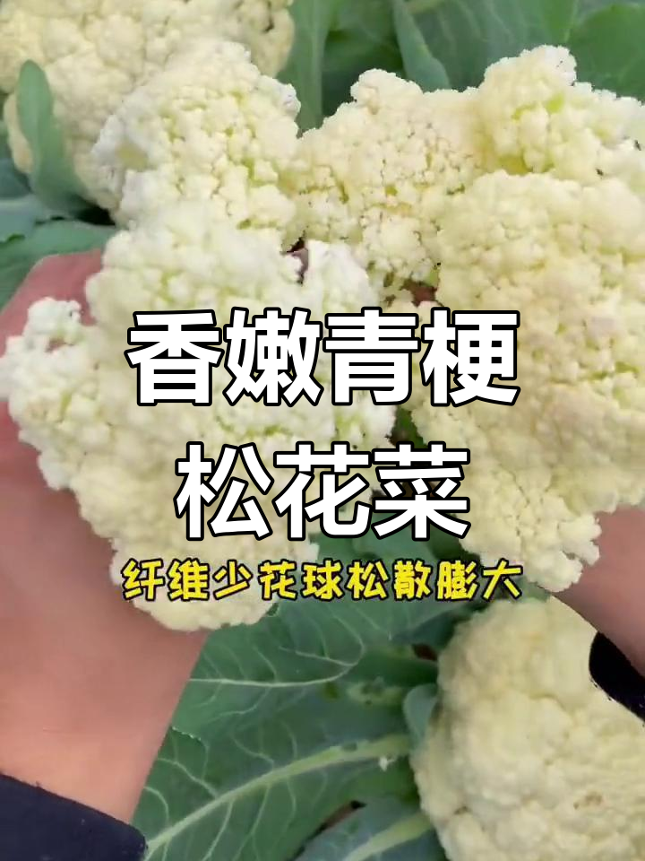 青梗松花菜:脆嫩无筋,凉爽天气下种植最合适