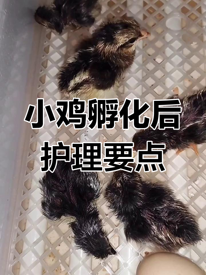 刚出壳小鸡的养护技巧,教你如何照顾它们健康成长