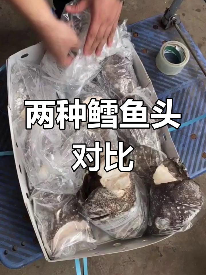 挪威真鳕鱼头与阿根廷银鳕鱼头的对比