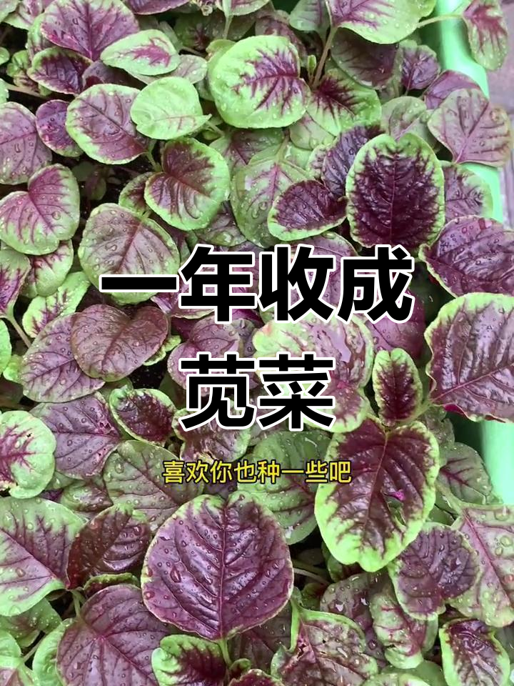 苋菜种植简单,轻松收获一年