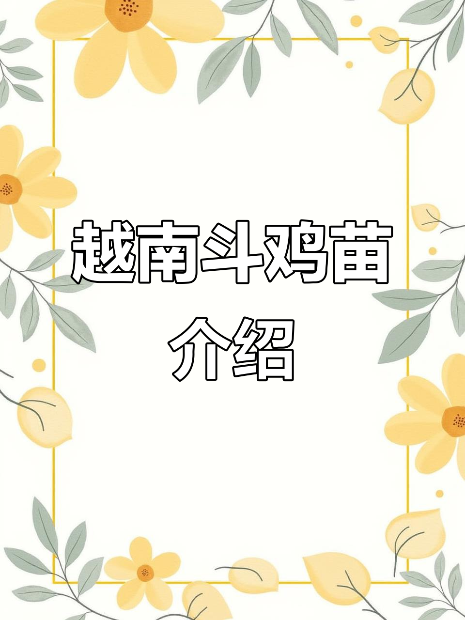 越南斗鸡苗:黑巴鲁与仙灰品种对比,两斤多鬼子鸡苗揭秘