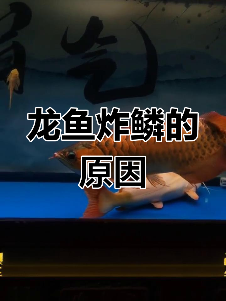 龙鱼炸鳞的四大原因及应对方法