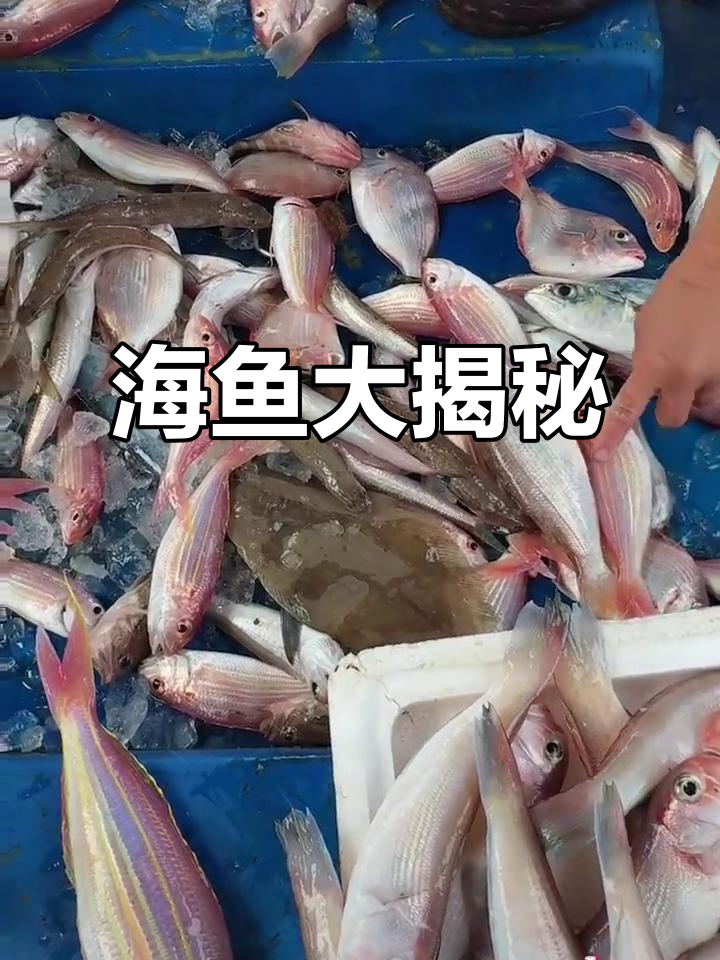 海鲜自由来啦！这些海鱼你认识吗？