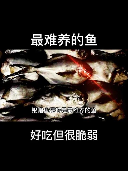 最难养的鱼——银鲳鱼,好吃但很脆弱