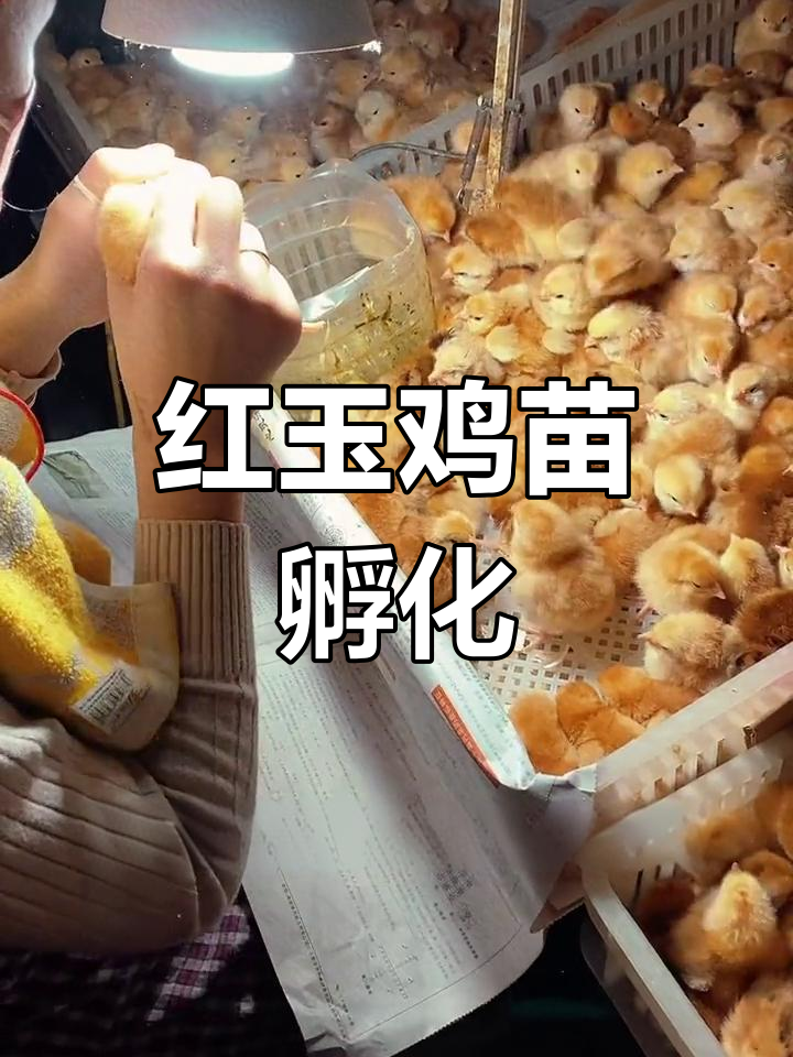 纯种酒精红鸡苗与黄腿母鸡介绍