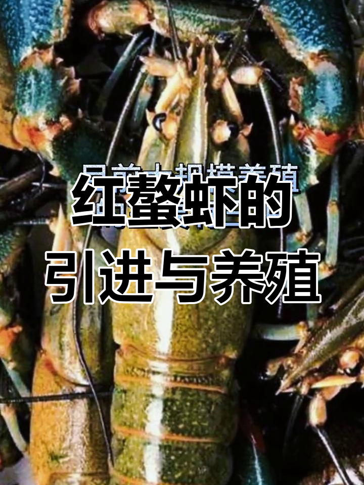 澳洲淡水龙虾在中国的发展历程