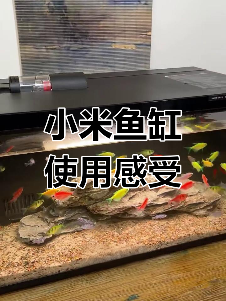 小米鱼缸使用体验:过滤、设计全解析