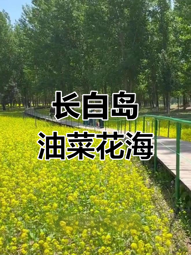 沈阳和平长白岛油菜花海,拍照打卡新去处