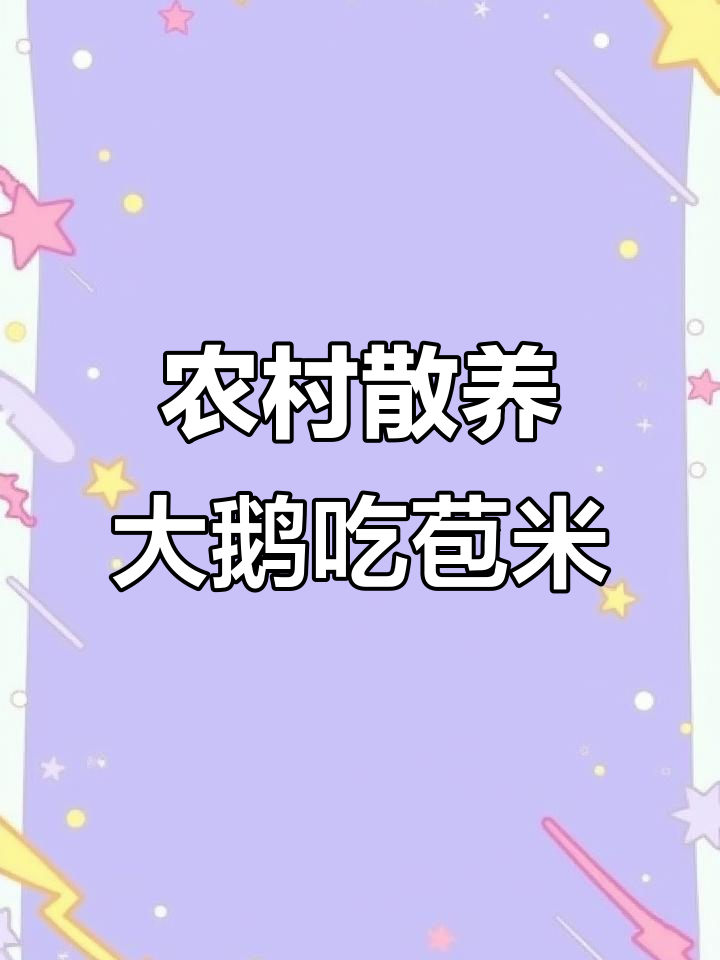 散养鸡鸭鹅与苞米地的和谐共处,农家生活真实写照