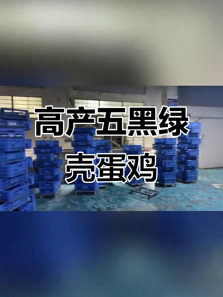 五黑绿壳蛋鸡苗,高产稳产,养殖效益高