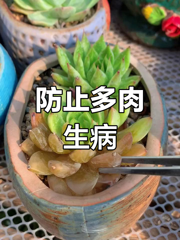 多肉植物掉叶发黑?教你如何防治真菌感染