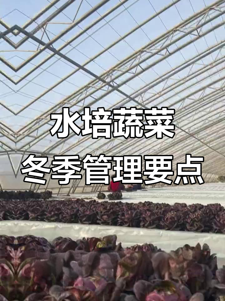 冬季大棚水培蔬菜管理全攻略:营养液与病虫害防治技巧