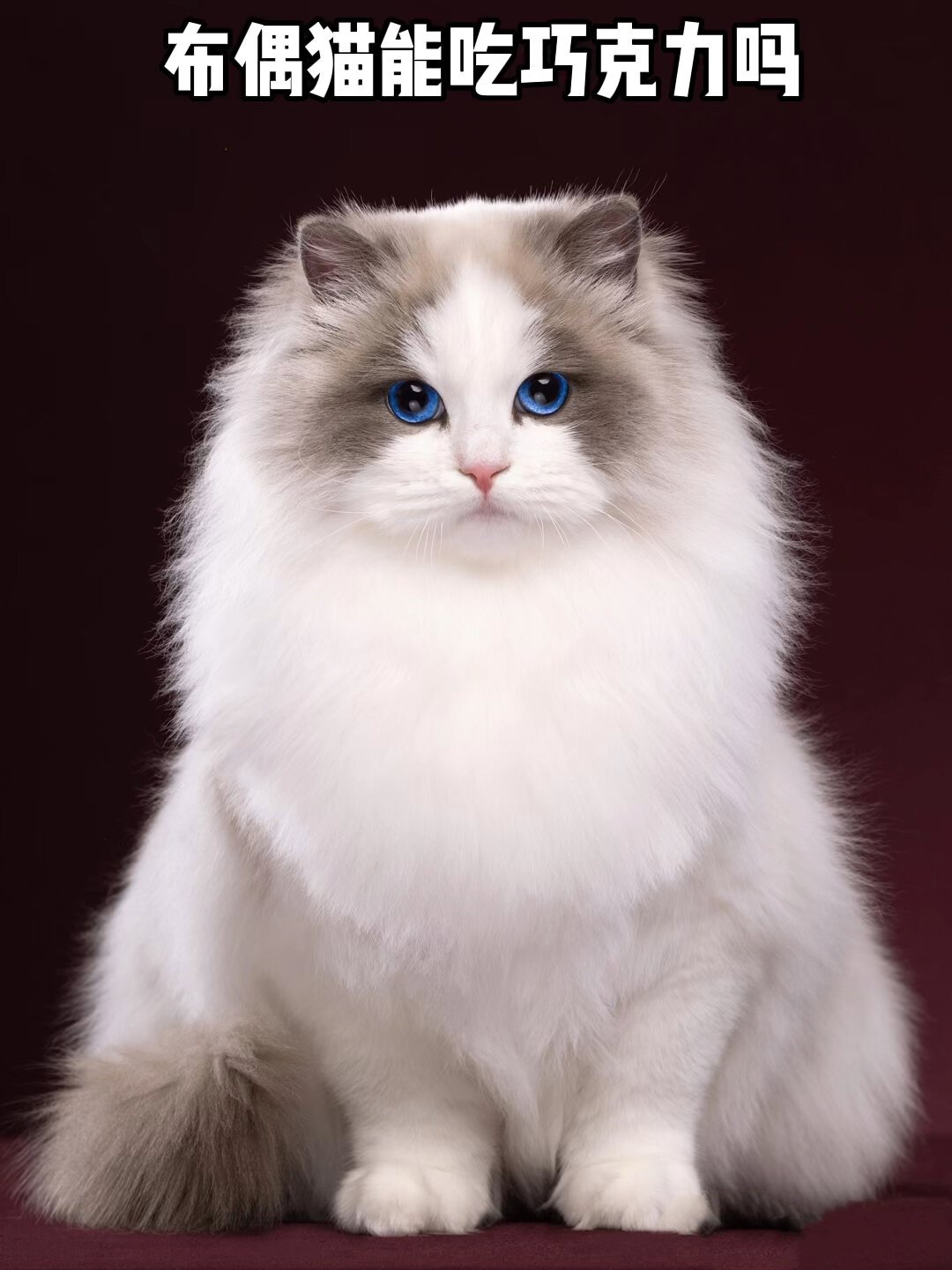 猫咪能吃巧克力吗