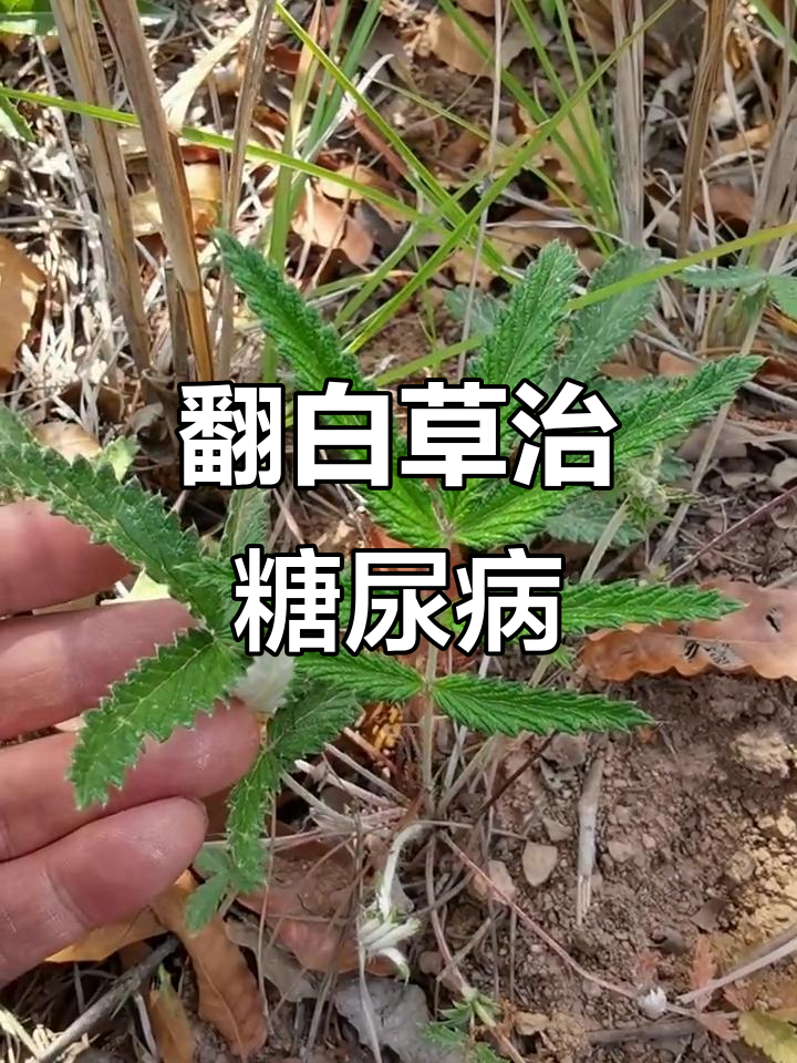 翻白草:农村常见治疗糖尿病的良药
