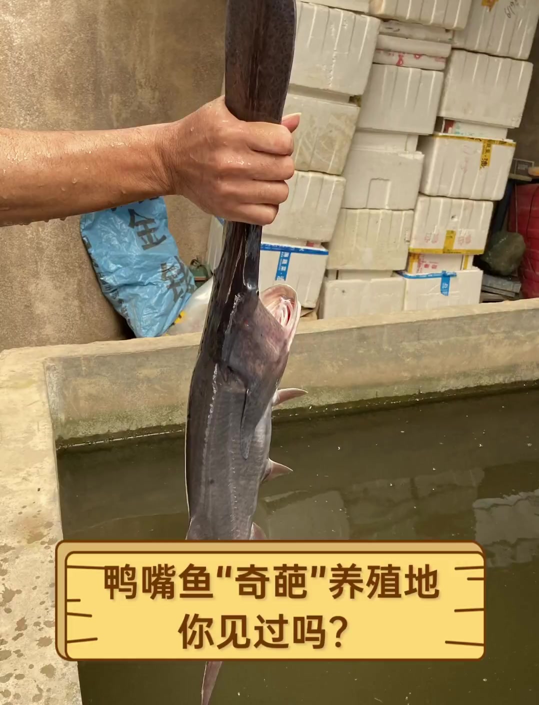 鸭嘴鱼“奇葩”养殖地,你见过吗?