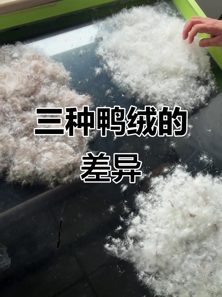灰鸭绒、普白鸭绒与纯白鸭绒的区别,哪种最适合浅色面料?