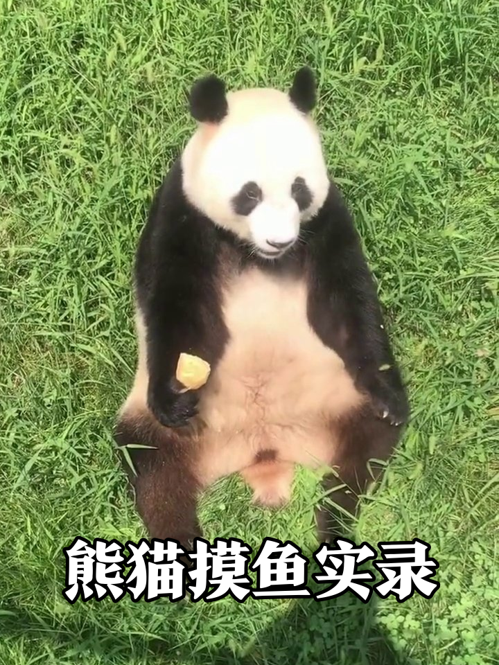 熊猫坐草地啃南瓜，淡定摸鱼表情像极了上班的你