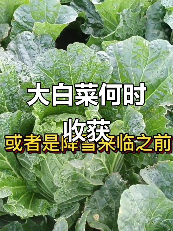 小雪来临前,大白菜收获时机如何选择?防寒抗冻技巧揭秘