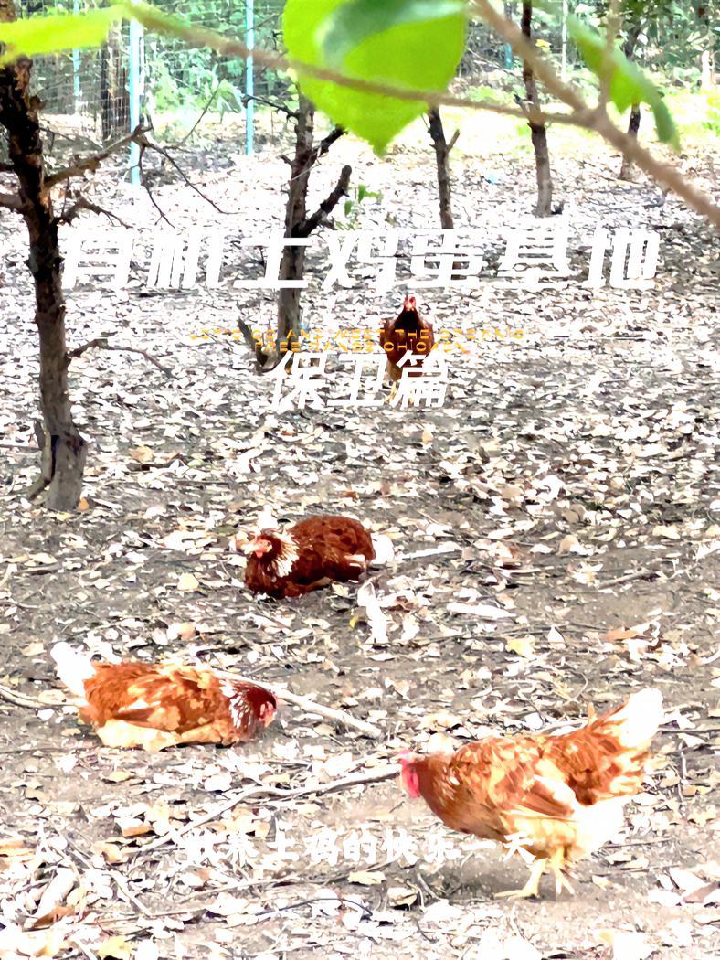 带你探秘有机土鸡养殖基地!咦,怎么有只鹅?探访有机土鸡养殖基地!每只鸡都有足够的“休闲娱乐