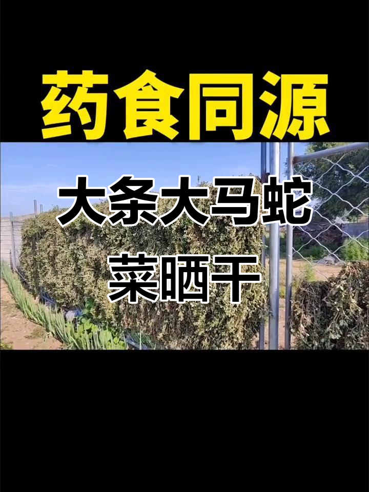 药材地里的大马蛇菜,干品特别好吃,药食同源