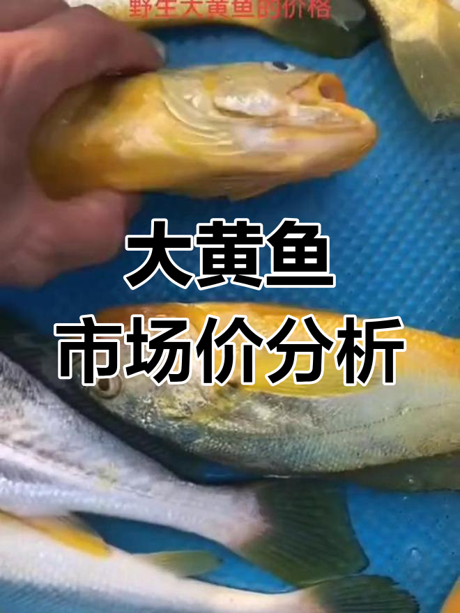 野生大黄鱼价格揭秘,不同规格差异大