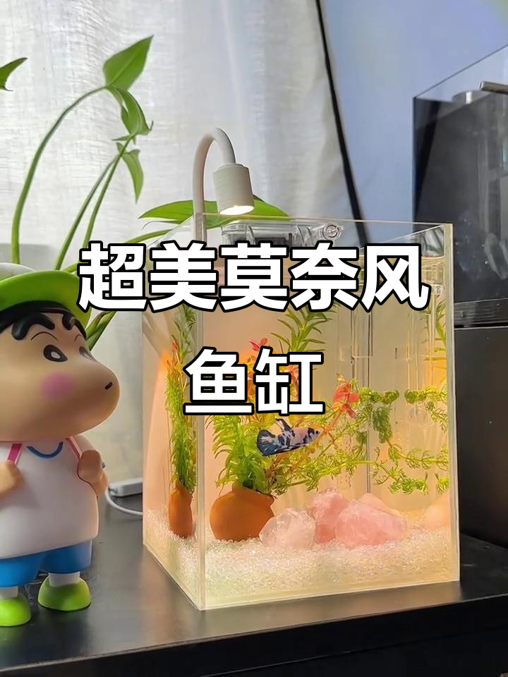 莫奈花园风格鱼缸，超美斗鱼造景