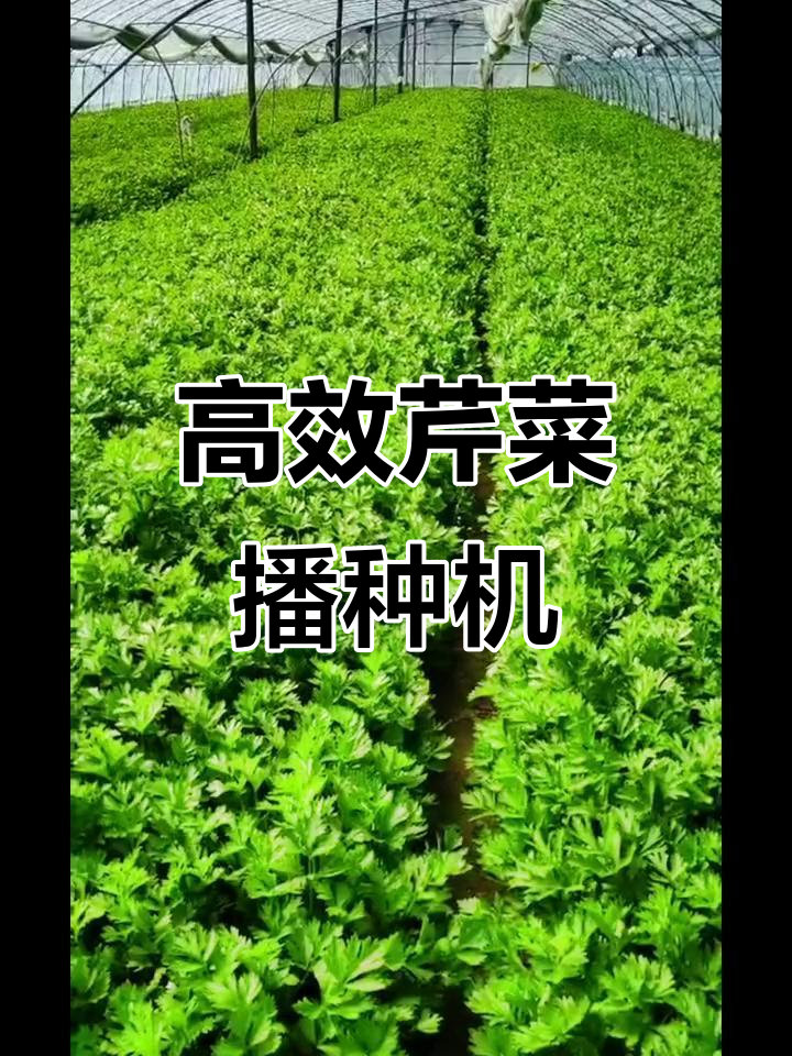 播种机让芹菜种植更轻松,提苗效果超乎想象