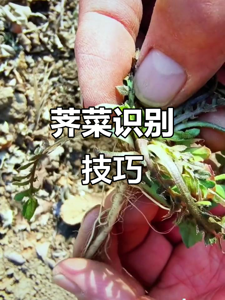荠菜辨识轻松学,野外一眼认出!