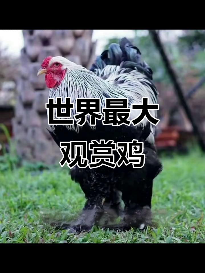 婆罗门鸡:世界最大观赏鸡,威武雄壮年产蛋80枚