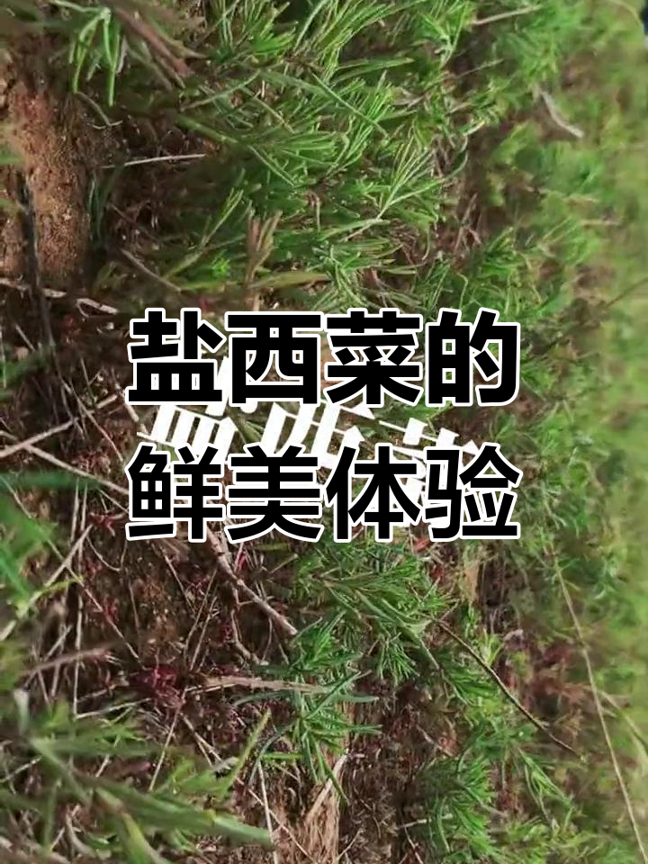 盐西菜与海鲜饺子的美味之旅