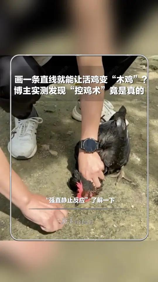 画一条直线就能让活鸡变“木鸡” 博主实测发现“控鸡术”竟是真的 “强直静止反应”了解一下 