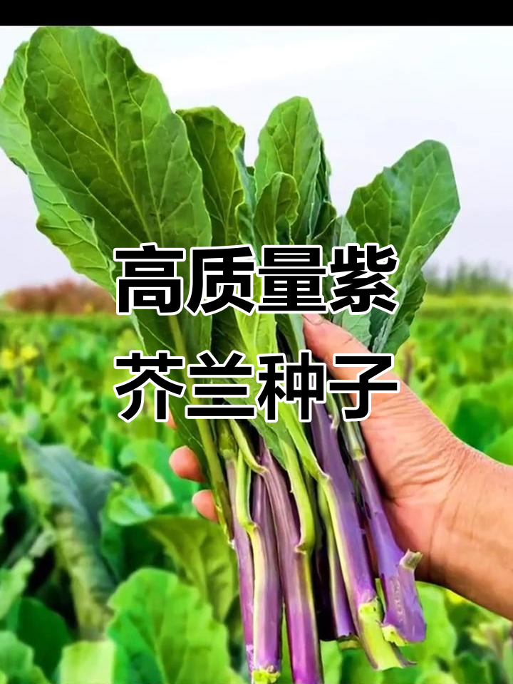 紫芥兰种子,家庭种植必备优质蔬菜