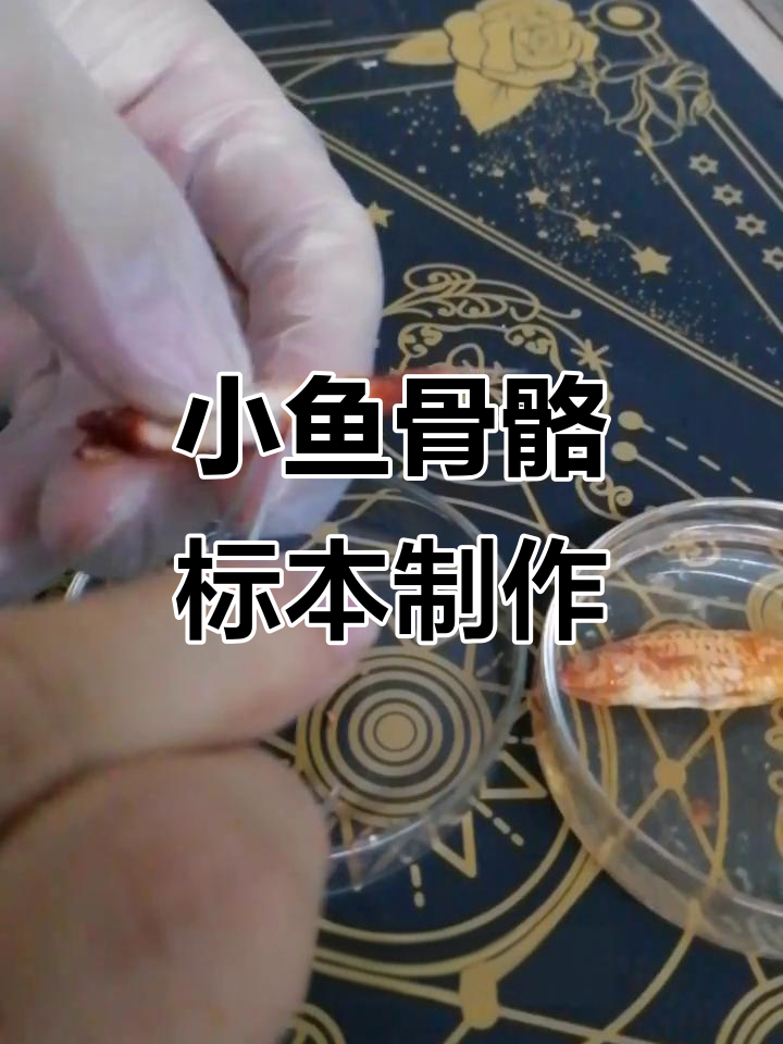 小鱼骨骼标本制作全流程，轻松学会！