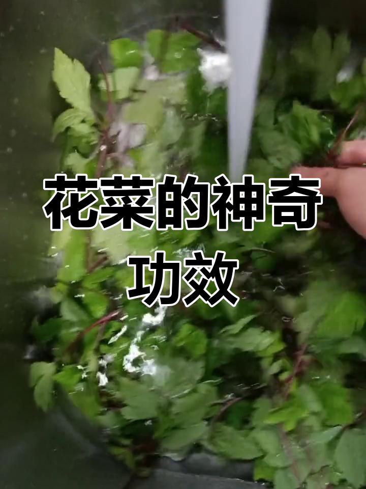 珍珠花菜,清热解毒、止咳化痰,还能明目调经
