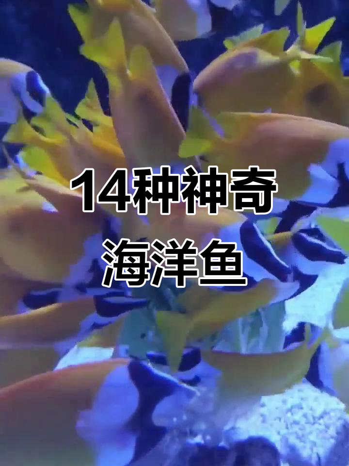 14种海洋奇特鱼类大揭秘,看看你认识几种?