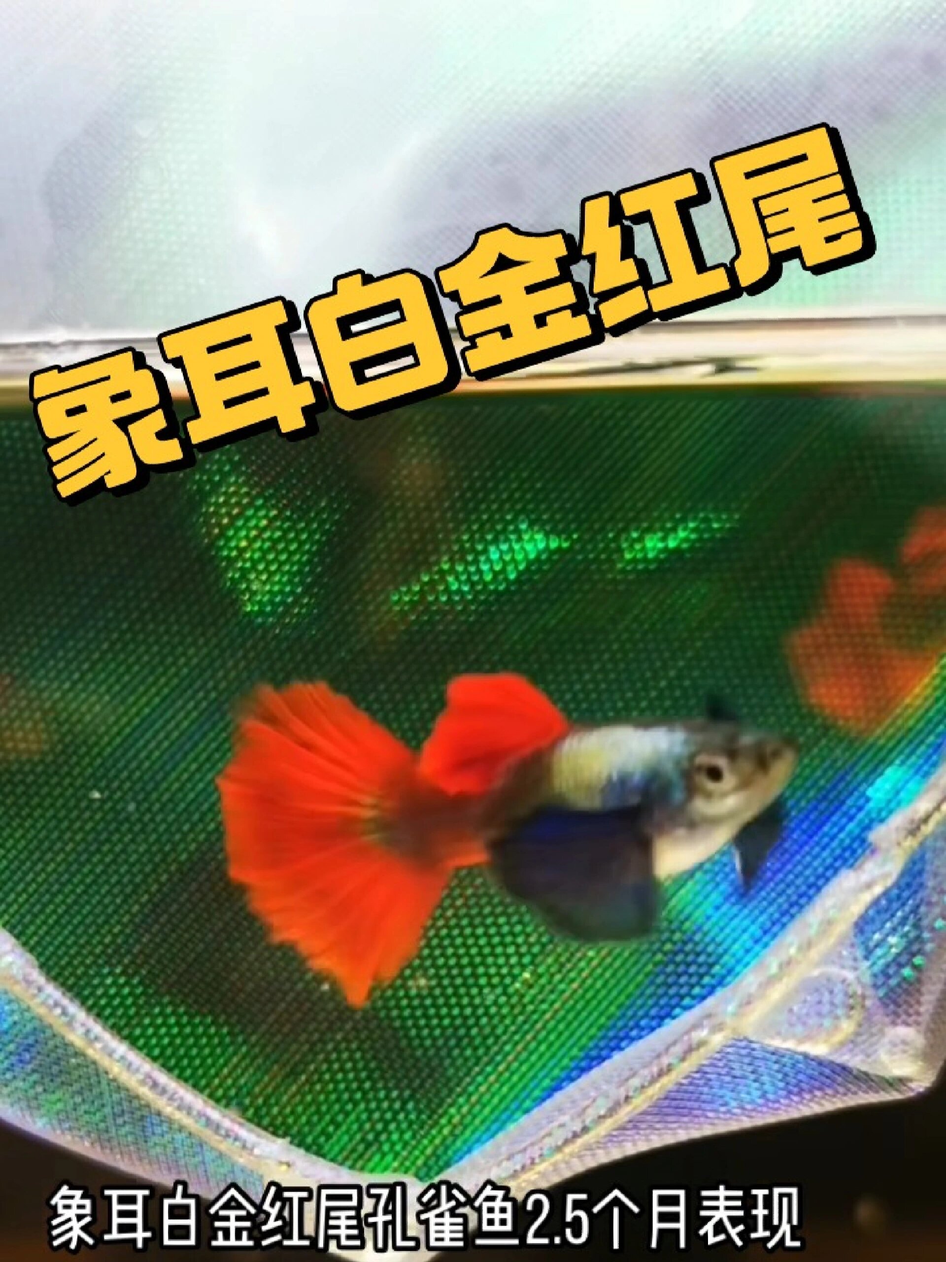 象耳白金红尾孔雀鱼