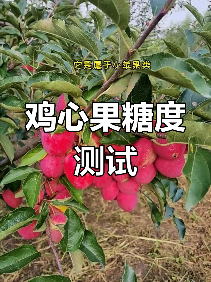 鸡心果糖度大揭秘,快来了解!