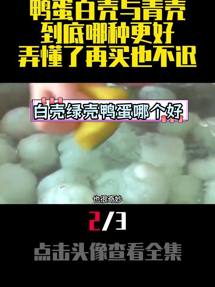 鸭蛋壳颜色差异揭秘:白壳与青壳哪个更好?