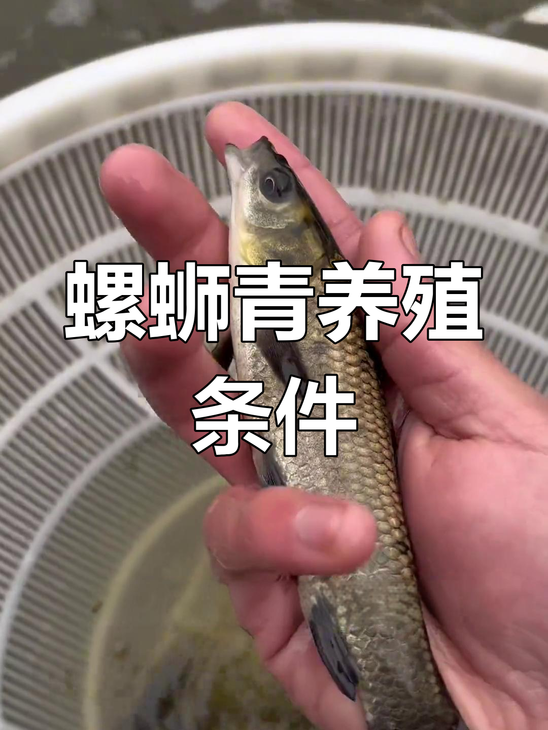 螺丝青:四大家鱼之首,养殖简单肉质鲜美