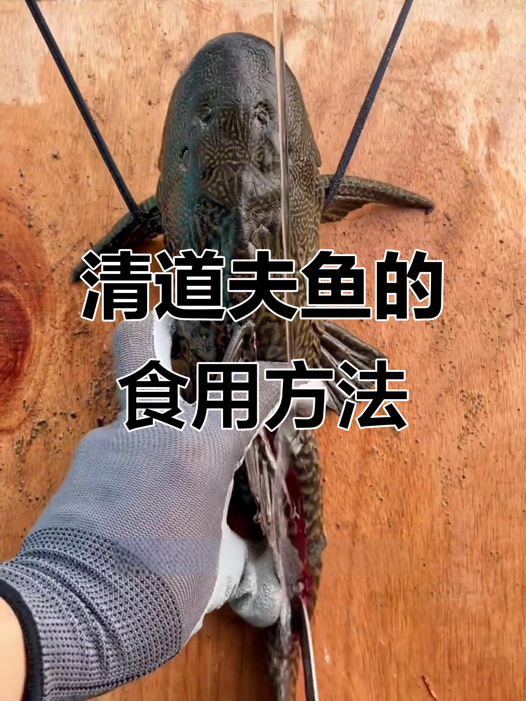 清道夫鱼：生吃还是油炸？这种入侵物种竟然能吃！