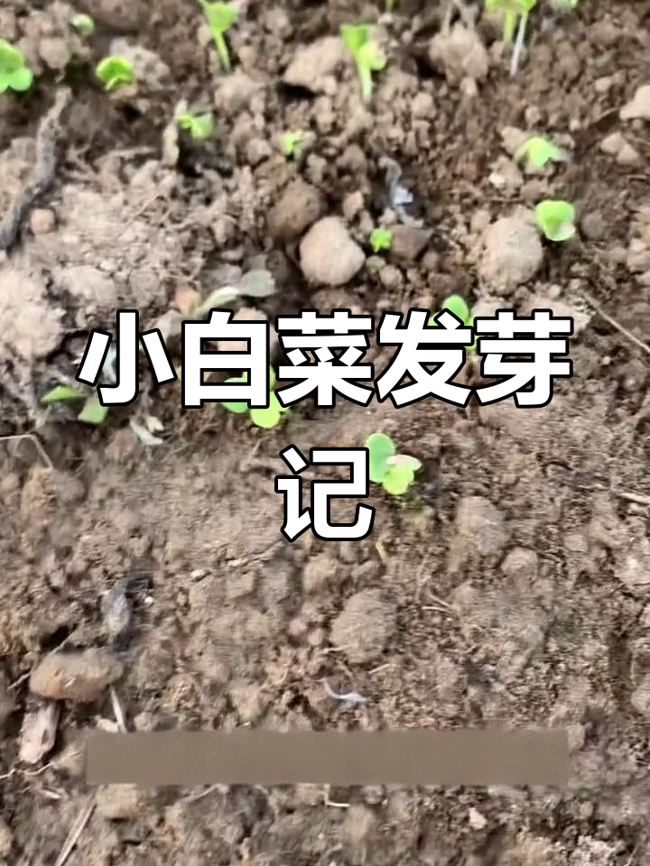 小白菜顺利发芽,生长强劲,种植无忧!