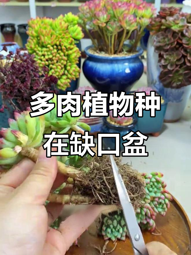 缺口花盆种植技巧,轻松搞定多肉植物