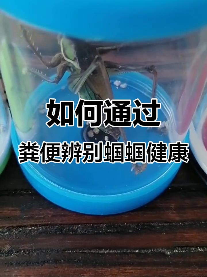 蝈蝈粪便颜色变化揭示健康状况,如何判断是否正常