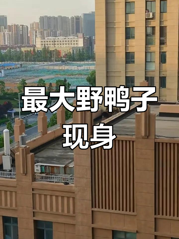 野生赤麻鸭现身小区,体型巨大堪比鸳鸯教堂