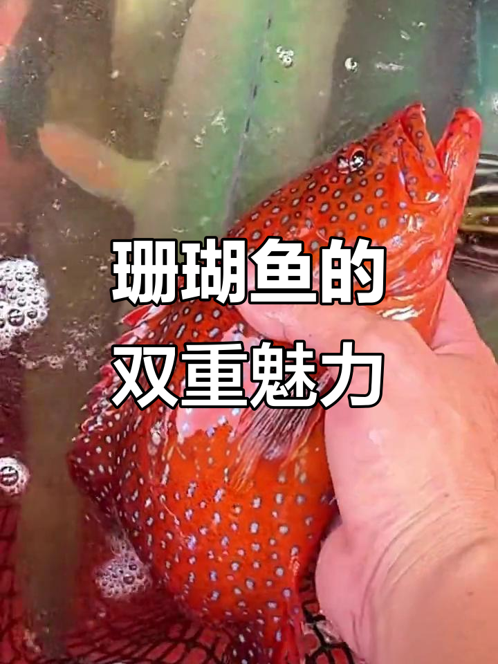 西沙珊瑚鱼,颜值与口感并存,滑嫩美味令人陶醉
