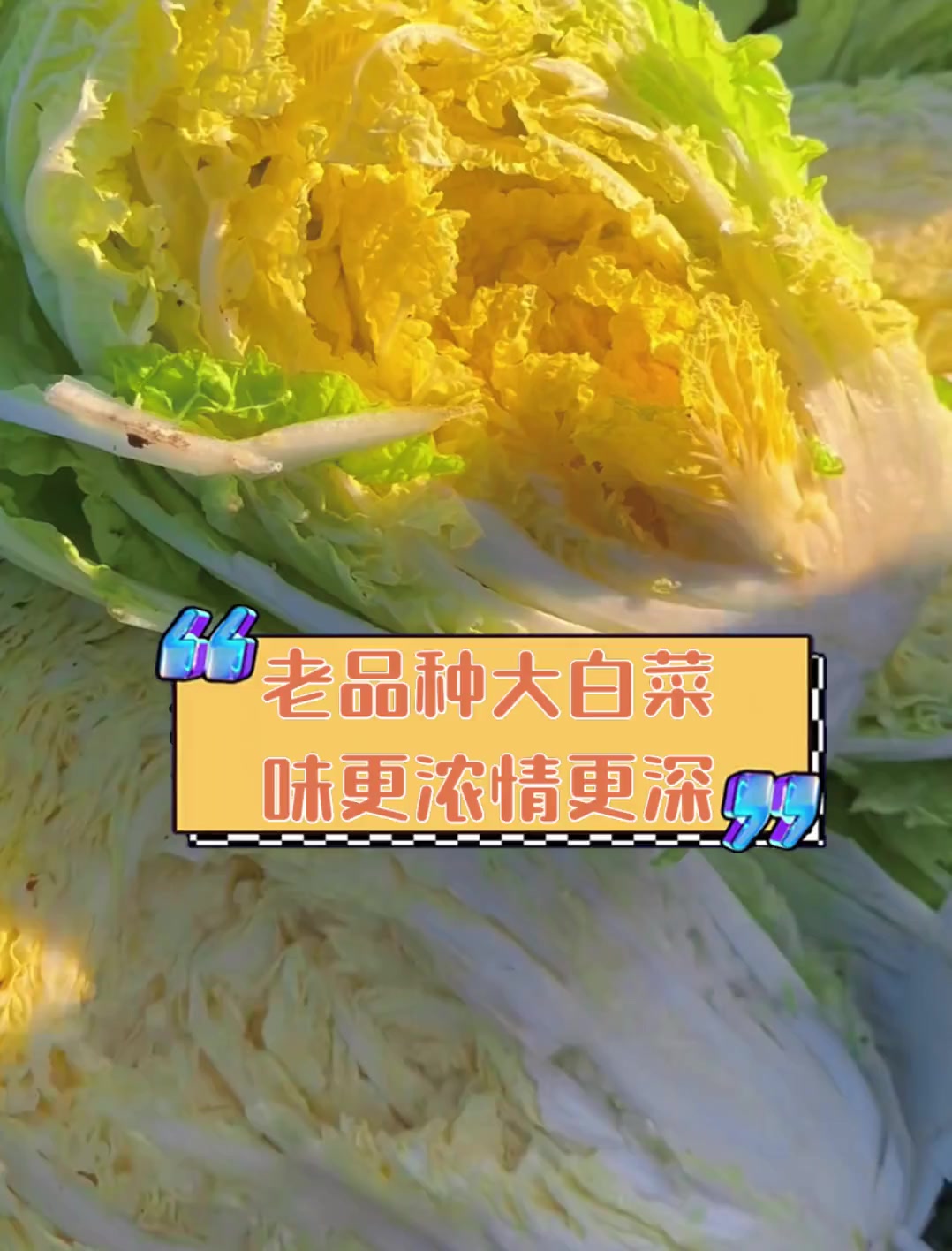老品种大白菜,味更浓情更深