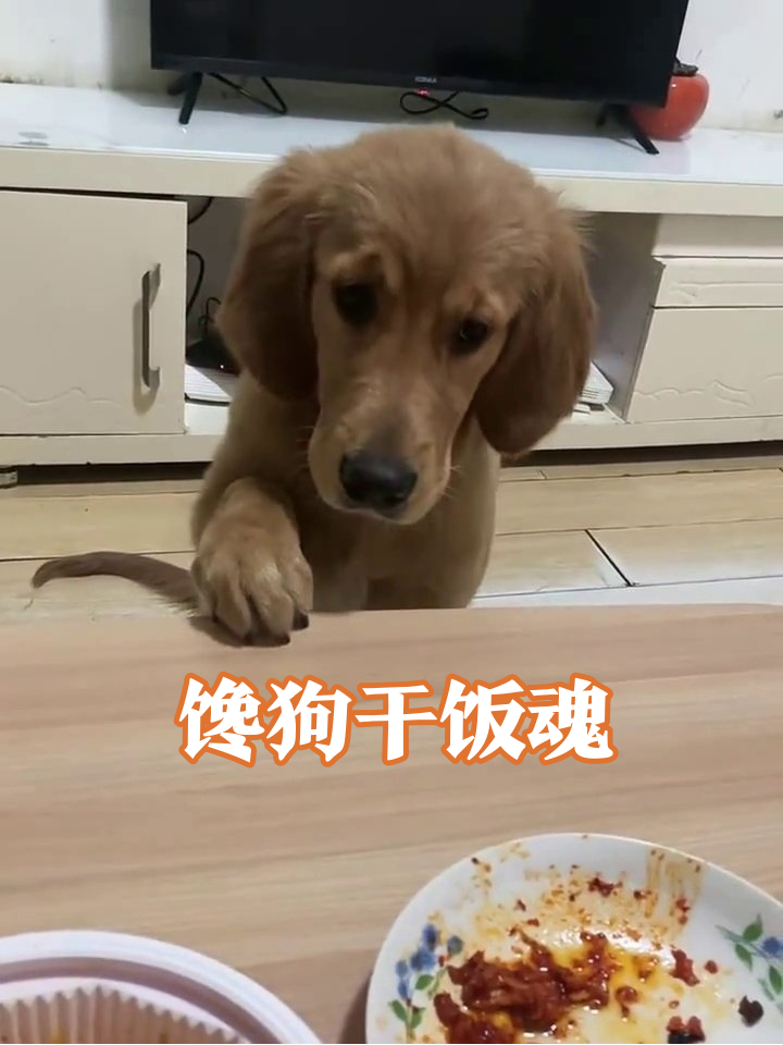 金毛为泡面扒桌卖萌,被面条“钓”成表情包笑喷!