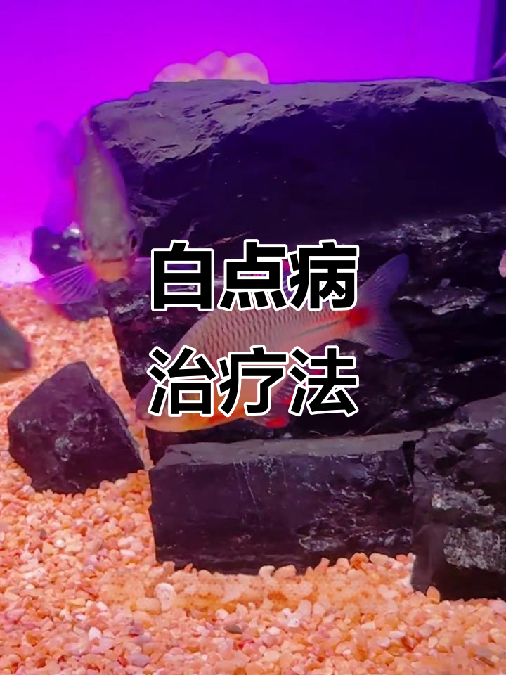 鱼得白点病怎么办?两招轻松治愈