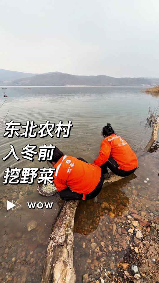 入冬前最后一次挖野菜，我的东北农村生活vlog